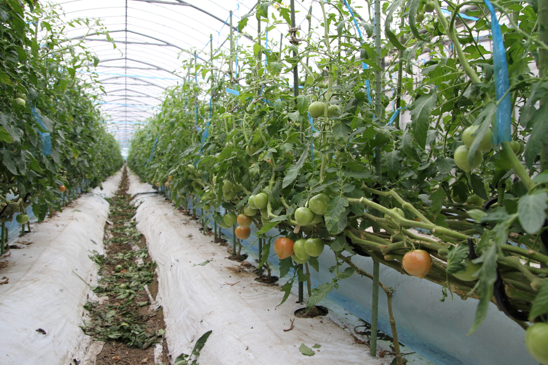 上村さんのトマト農園