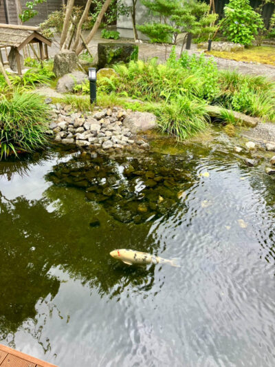 庭園の池に優雅に泳ぐ錦鯉と、周囲に配された石や草木が織りなす癒しの和風空間